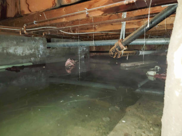 Best Flood damage cleanup  in Argyle, TX